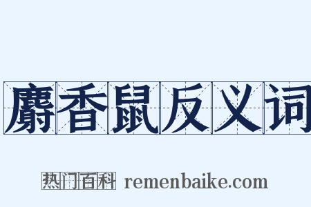 麝香鼠反义词是什么意思的图片